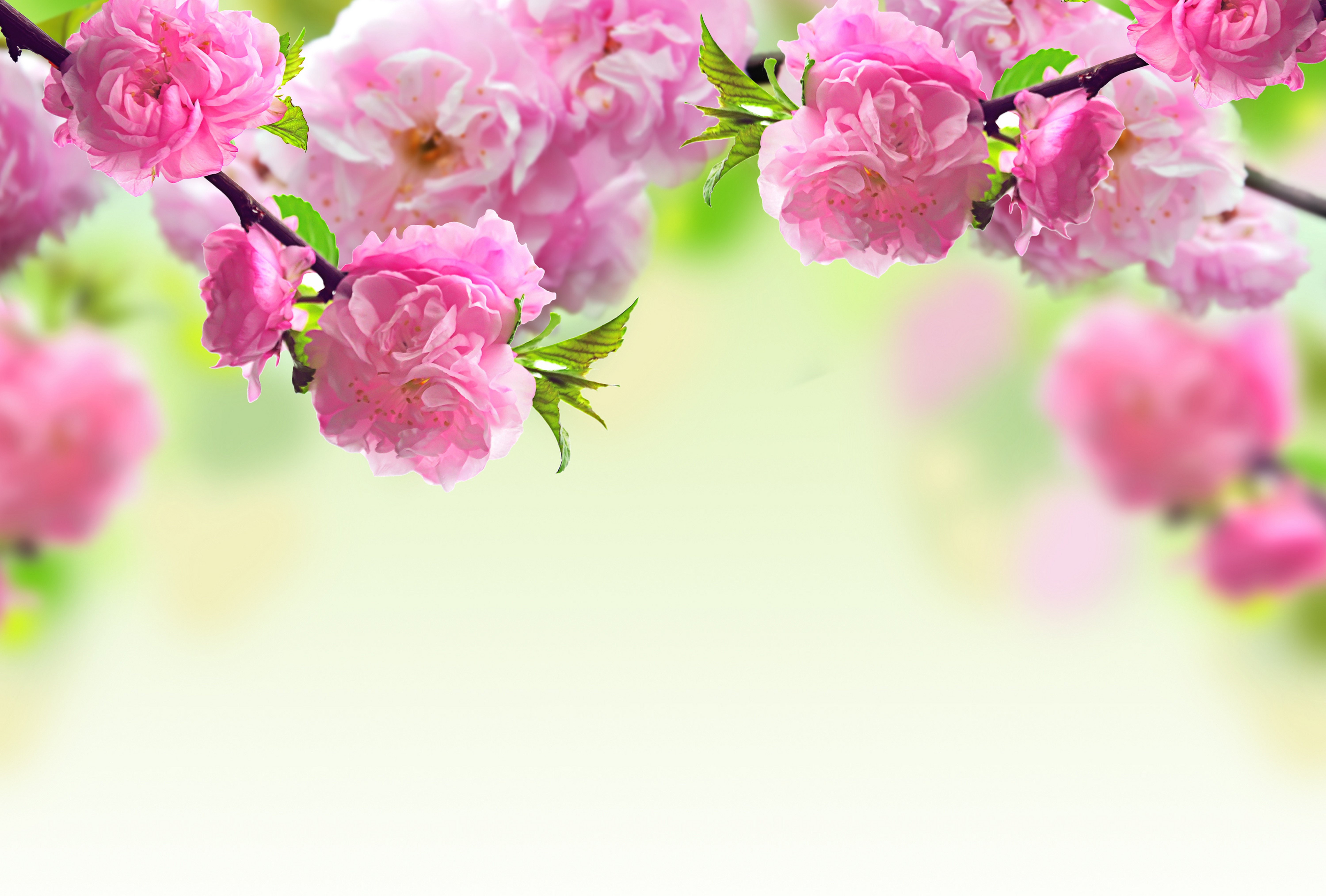 pink, Flowering, Flowers, Spring, Branches Wallpaper