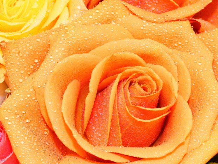 rose, Bud, Petals, Drops, Macro HD Wallpaper Desktop Background