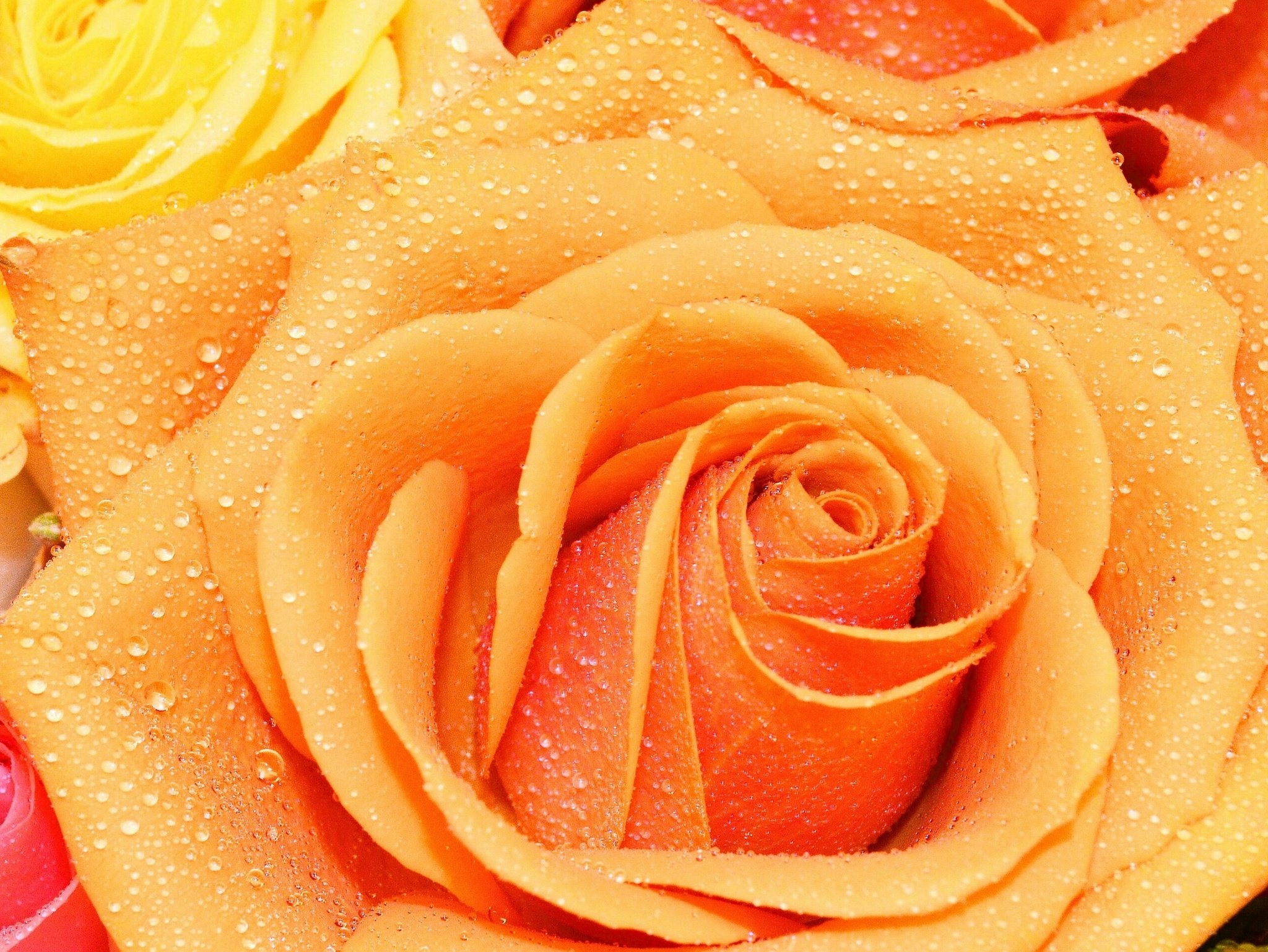 rose, Bud, Petals, Drops, Macro Wallpaper