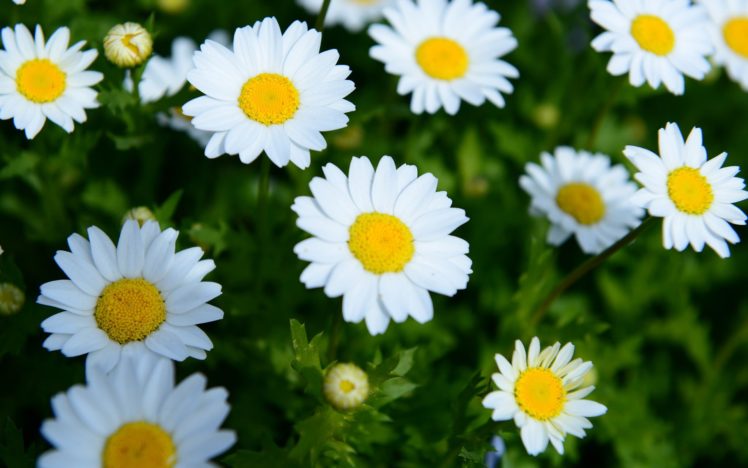 daisies, Flowers, Summer HD Wallpaper Desktop Background