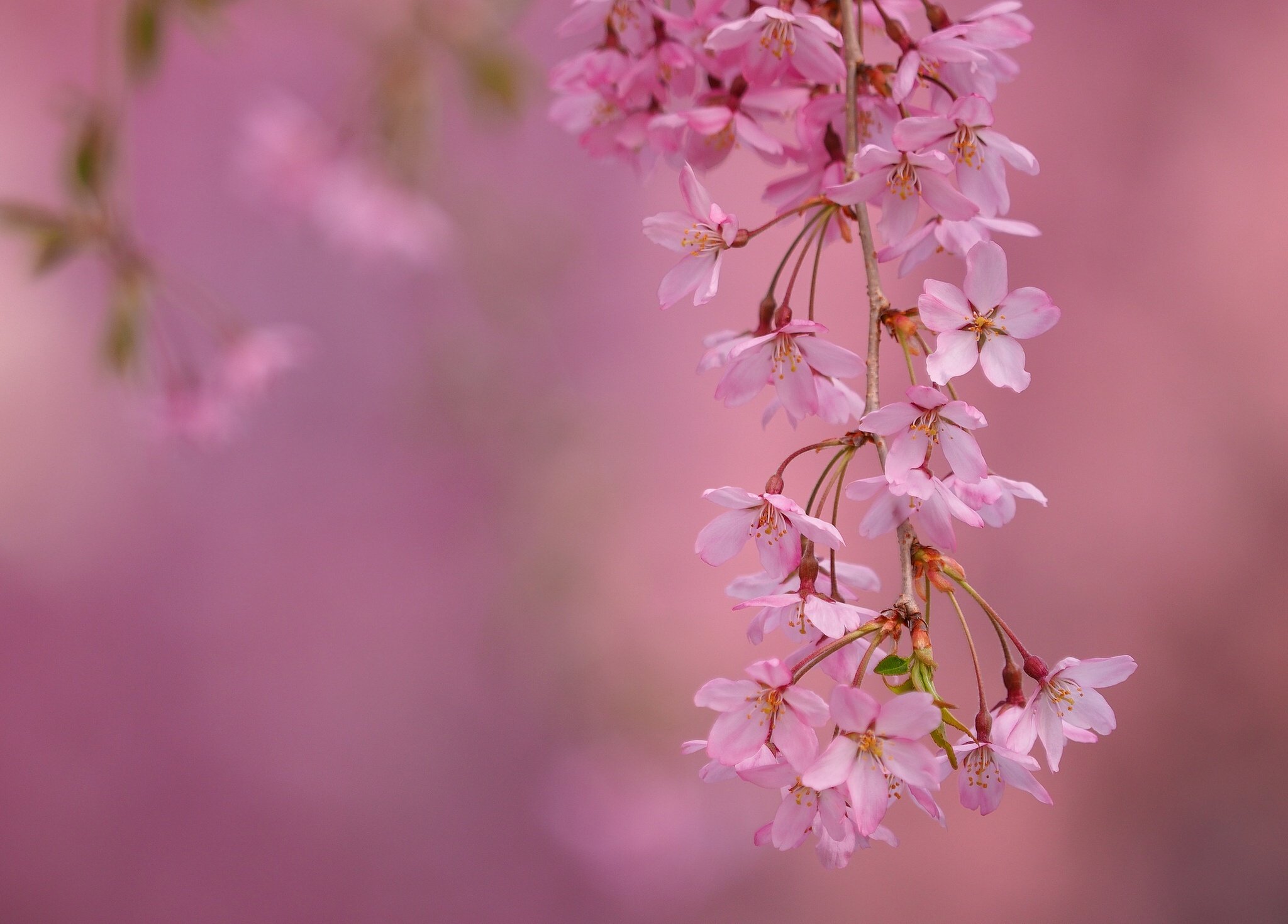 cherry, Branch, Bloom, Flowers, Macro, Spring Wallpaper