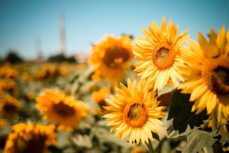 sunflowers, Summer, Nature, Field, Flowers HD Wallpaper Desktop Background