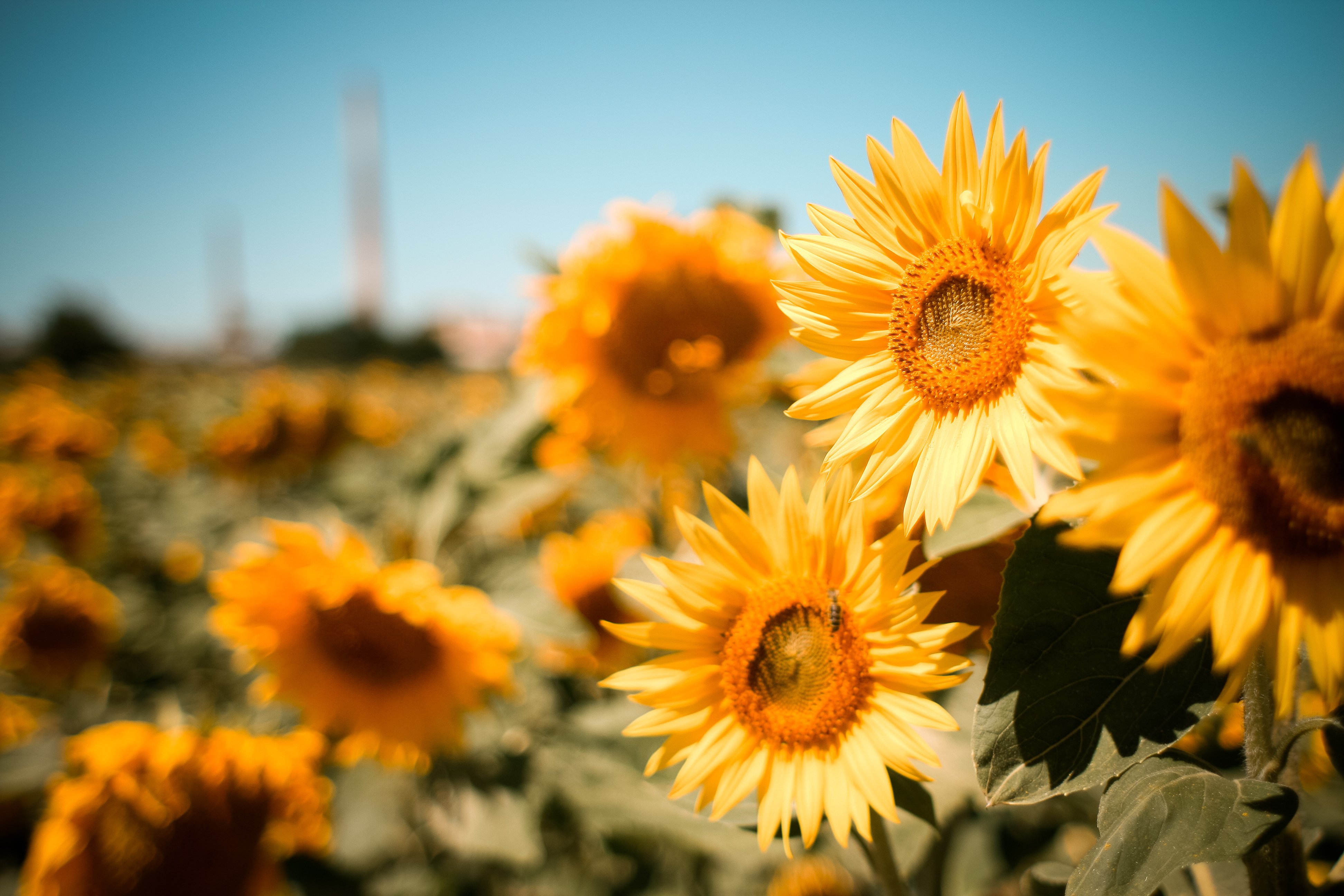 sunflowers, Summer, Nature, Field, Flowers Wallpaper