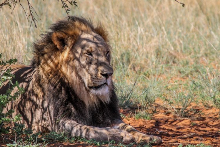 lion, Wild, Cat, Carnivore, Muzzle, Mane, Shadow, Africa HD Wallpaper Desktop Background