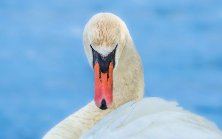 swan, White, Grace, Beak HD Wallpaper Desktop Background