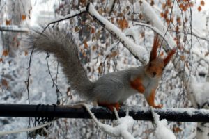 animals, Squirrels, Snow, Branches, Squirrel, Snow, Animals, Winter, Winter, Squirrel, Rodent