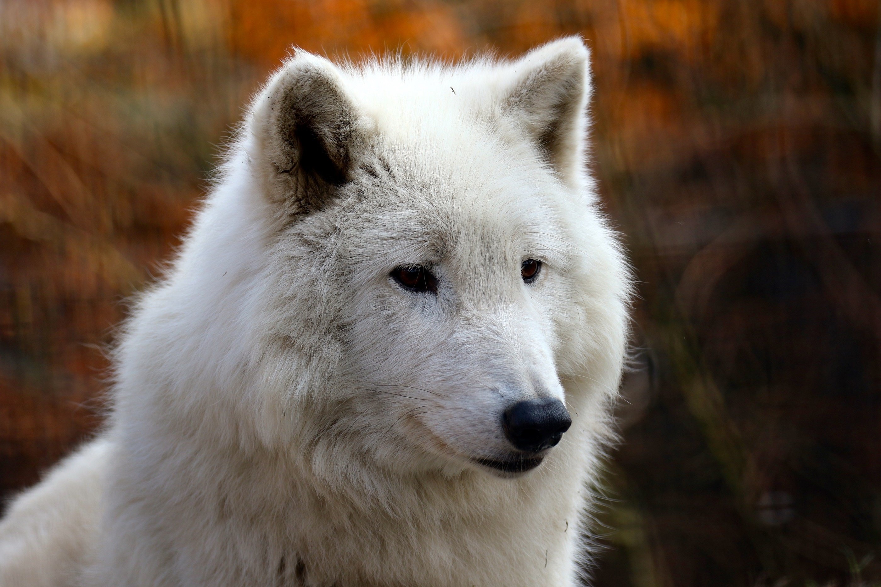 wolf, White, Face, Portrait, Fur Wallpaper