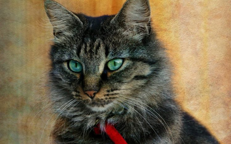 cat, Portrait HD Wallpaper Desktop Background