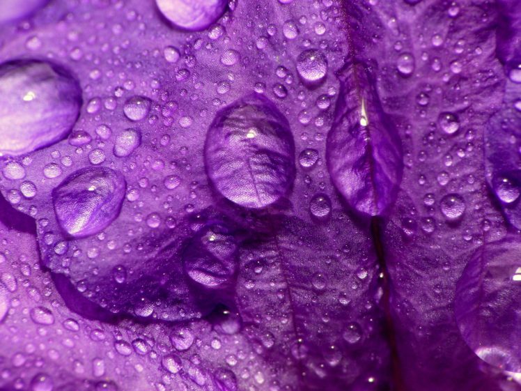 close up, Nature, Flowers, Purple, Water, Drops, Macro, Flower, Petals HD Wallpaper Desktop Background