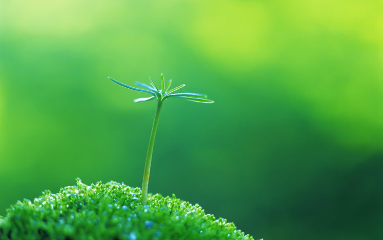 green, Close up, Nature, Plants, Macro HD Wallpaper Desktop Background