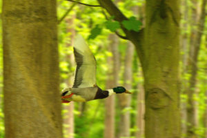 duck, Ducks, Bird, Trees, Forest, Nature