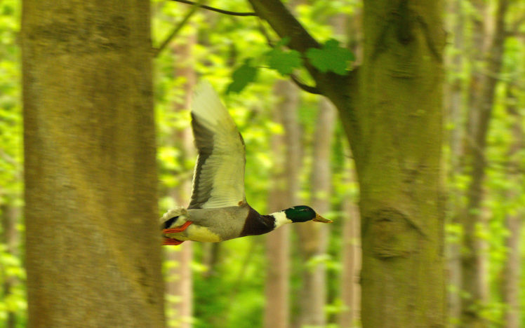 duck, Ducks, Bird, Trees, Forest, Nature HD Wallpaper Desktop Background