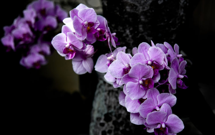 flowers, Purple, Blossom, Blossoms HD Wallpaper Desktop Background