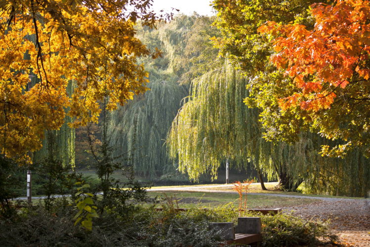 park, Trees, Garden, Autumn, Fall, Seasons HD Wallpaper Desktop Background
