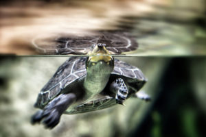 turtle, Underwater, Turtles