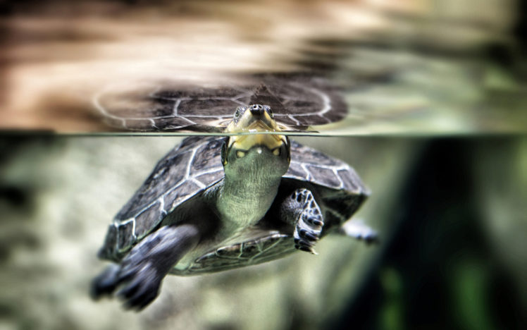 turtle, Underwater, Turtles HD Wallpaper Desktop Background