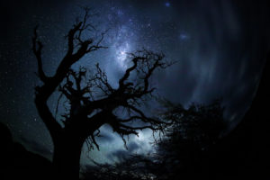 tree, Night, Stars, Silhouette, Trees, Sky