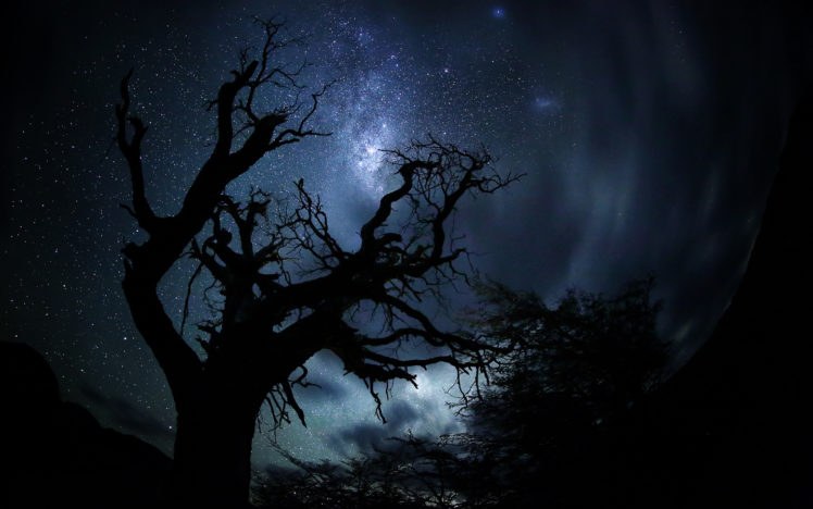 tree, Night, Stars, Silhouette, Trees, Sky HD Wallpaper Desktop Background