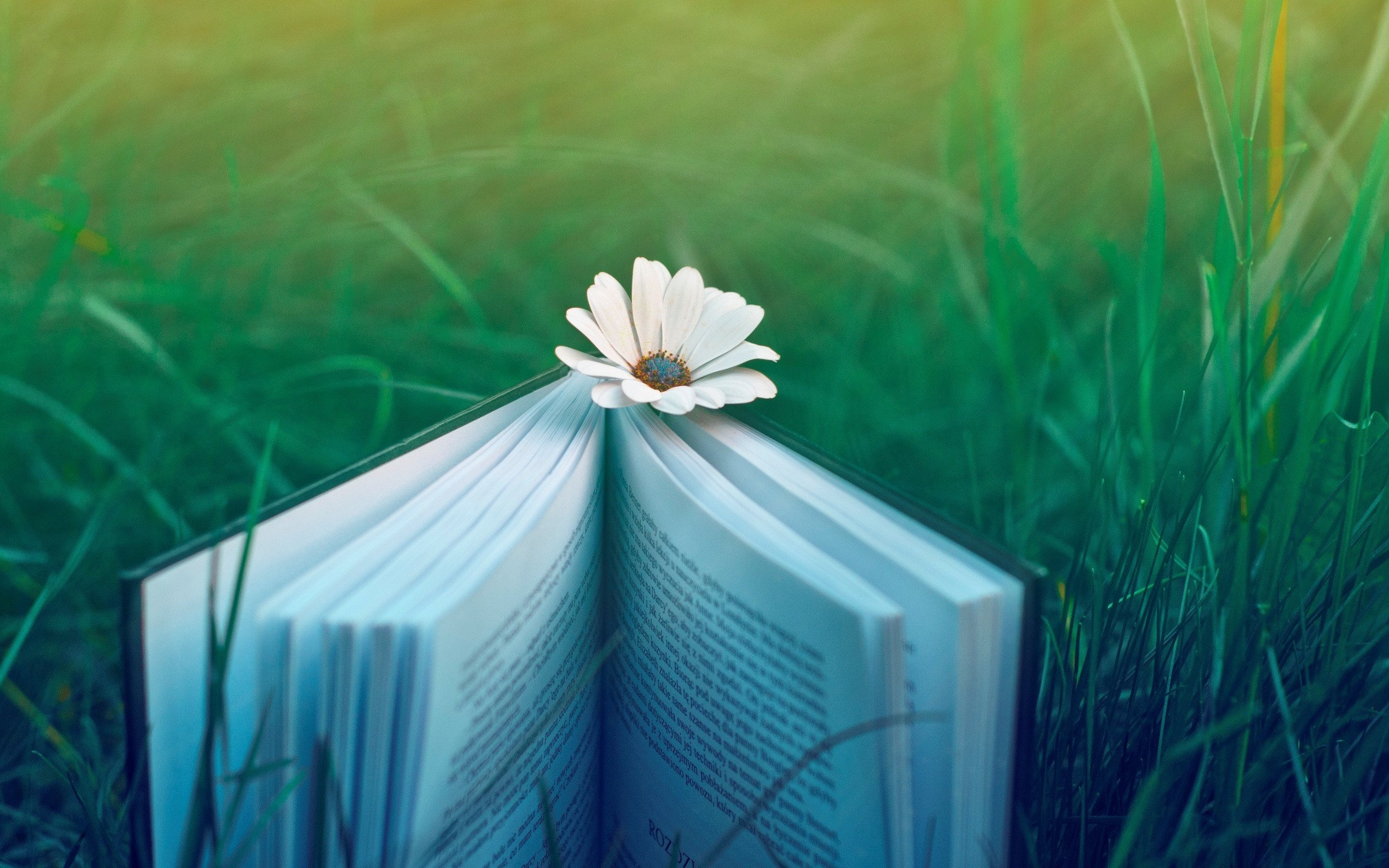 book, And, Flower Wallpaper