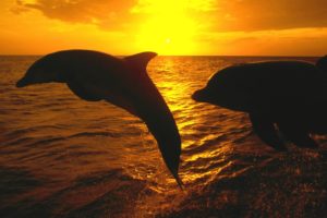 ocean, Sunset, Nature, Animal, Cute, Dolphin, Fish