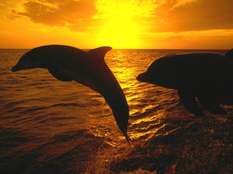 ocean, Sunset, Nature, Animal, Cute, Dolphin, Fish HD Wallpaper Desktop Background