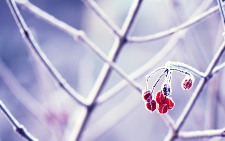 frozen, Berries HD Wallpaper Desktop Background