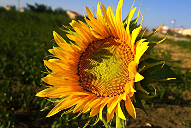 flower, Sunflower, Macro, Nature, Sun, Image, Wildflowe HD Wallpaper Desktop Background