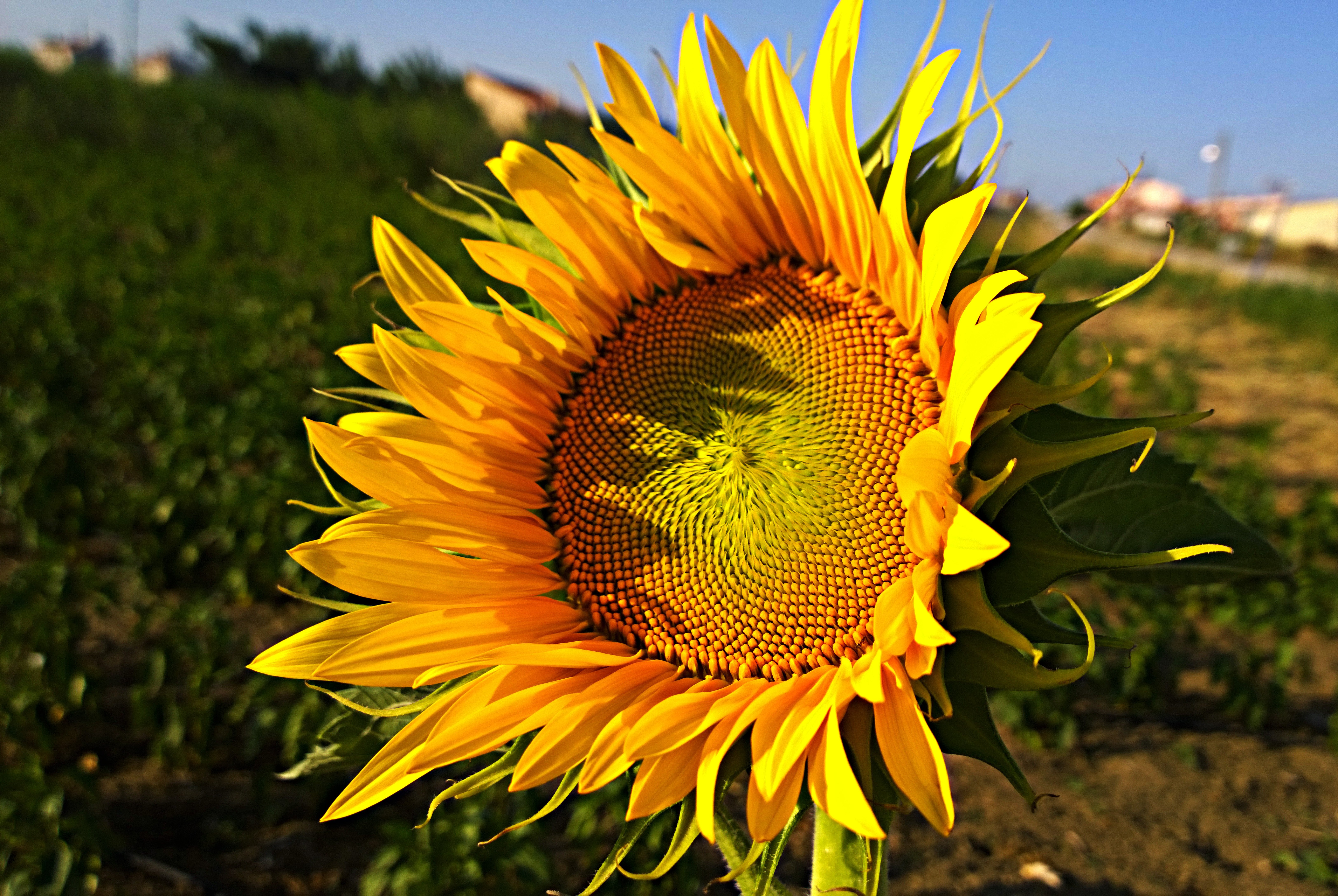 flower, Sunflower, Macro, Nature, Sun, Image, Wildflowe Wallpaper