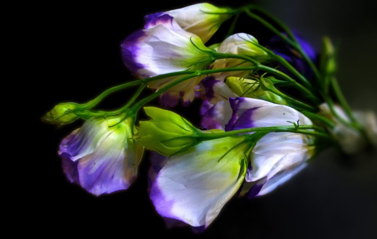 nature, Flower, Colors, White, Bouque HD Wallpaper Desktop Background