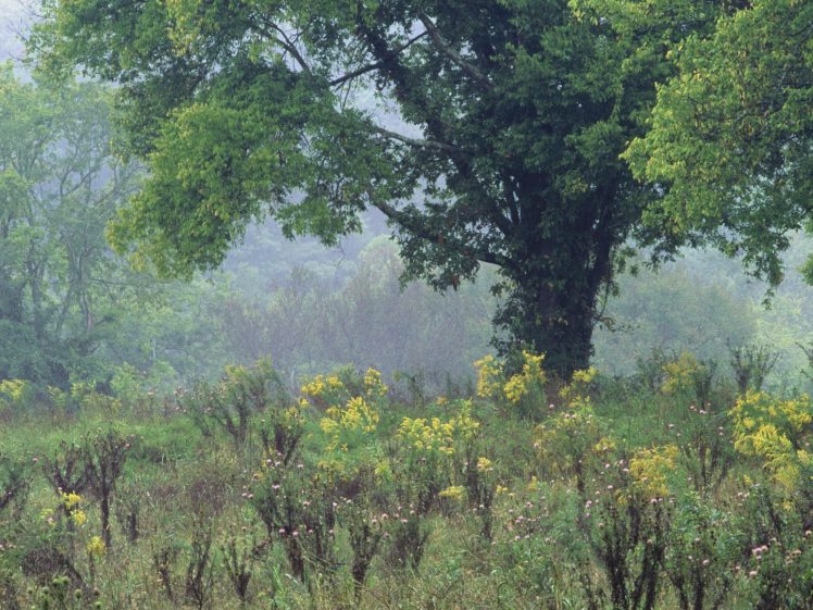 nature, Trees, Summer, Meadow, Tennessee HD Wallpaper Desktop Background