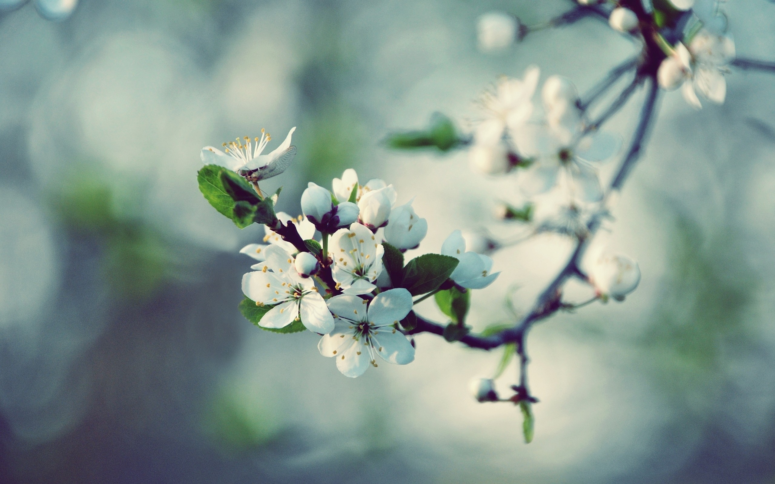 nature, Spring, Blossoms, Macro Wallpaper