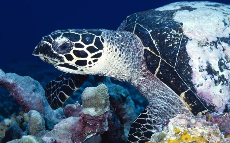 nature, Animals, Sea, Turtles, Coral HD Wallpaper Desktop Background
