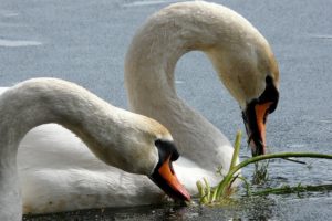 birds, Wildlife, Swans