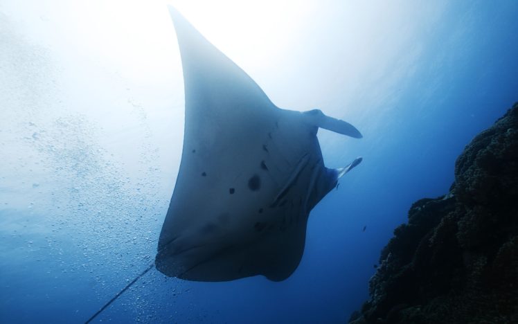 beach, Summer, Stingray, Yun, Sea HD Wallpaper Desktop Background