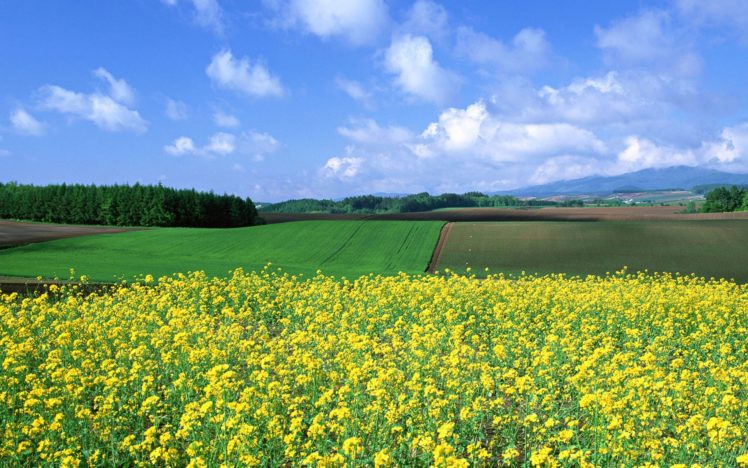 japan, Landscapes, Nature, Fields HD Wallpaper Desktop Background