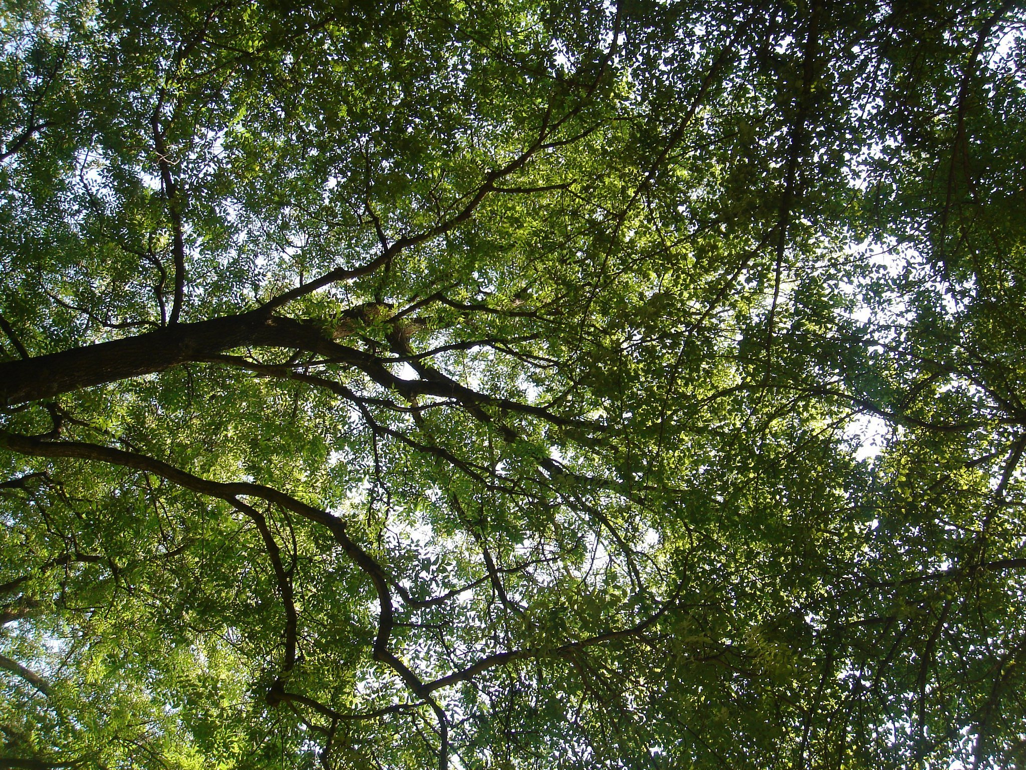 green, Tree, Leaves, Summer Wallpaper