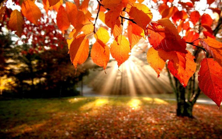 landscapes, Nature, Trees, Autumn, Leaves HD Wallpaper Desktop Background