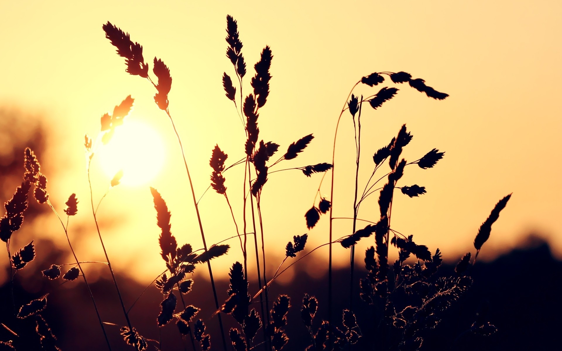 sun, Wheat, Macro Wallpaper