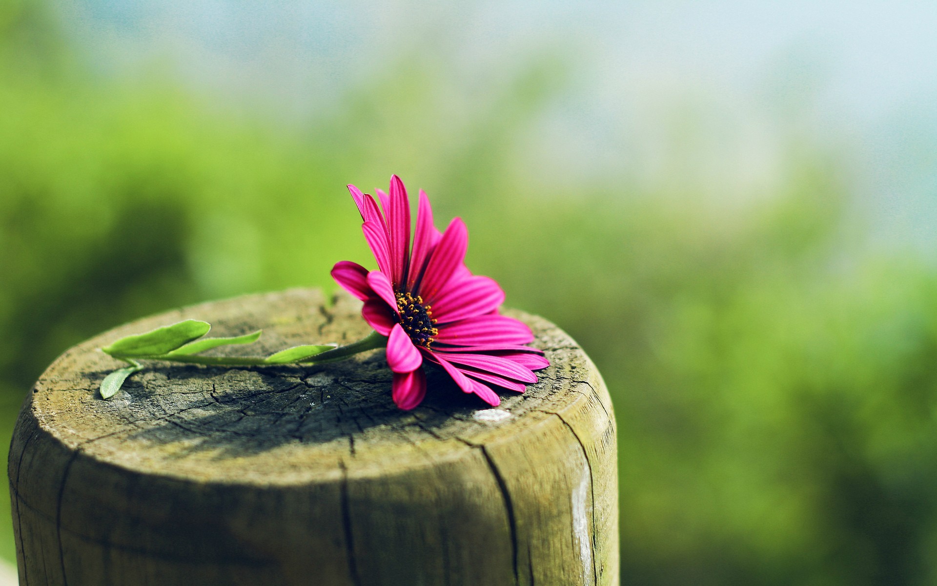 nature, Trees, Flowers, Wood, Red, Flowers, Pink, Flowers Wallpaper