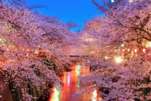 light, Water, Night, Sakura, Tokyo, Spring, Flower, Peoples, Tree, Nature