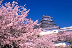 himeji, Sakura, Tokyo, Spring, Flower, Peoples, Picnic, Tree, Nature