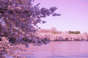 sakura, Tokyo, Spring, Flower, Peoples, Tree, Nature, Pink
