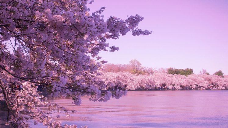 sakura, Tokyo, Spring, Flower, Peoples, Tree, Nature, Pink HD Wallpaper Desktop Background