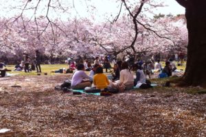 sakura, Tokyo, Spring, Flower, Peoples, Picnic, Tree, Nature