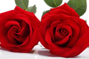 rose, With, Love, Love, Flowers, Roses, Valentines, Day