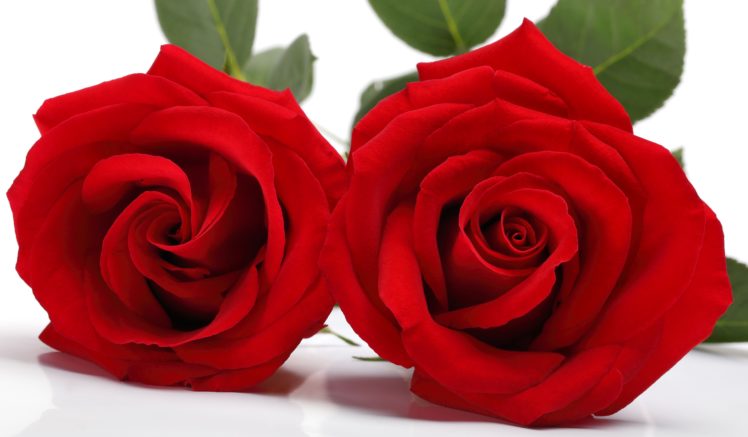 rose, With, Love, Love, Flowers, Roses, Valentines, Day HD Wallpaper Desktop Background