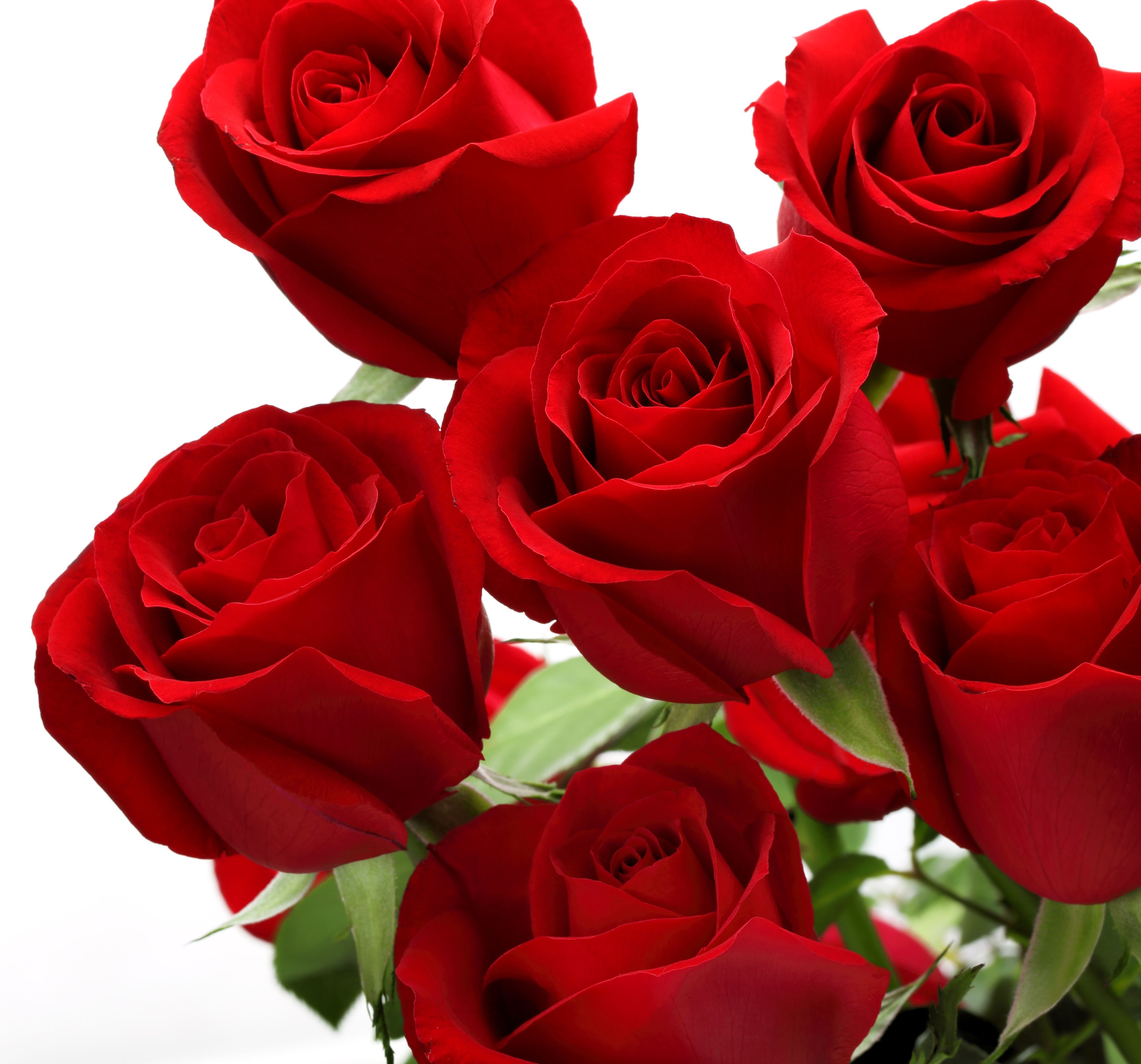 rose, With, Love, Love, Flowers, Roses, Valentines, Day Wallpapers HD ...