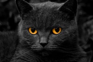 eyes, Dark, Cats, Grayscale, Monochrome, Kittens, Selective, Coloring