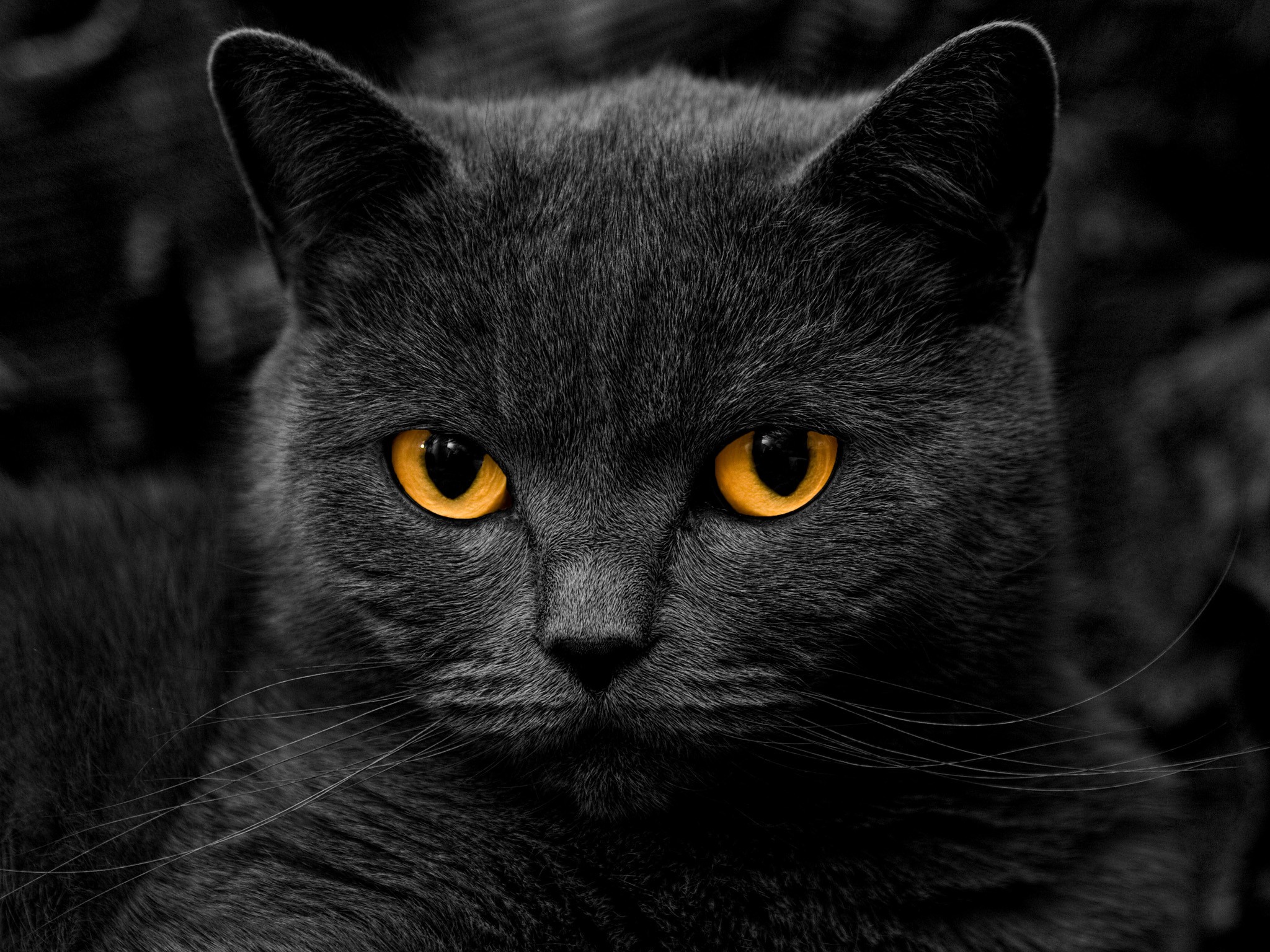 eyes, Dark, Cats, Grayscale, Monochrome, Kittens, Selective, Coloring