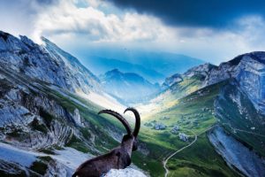 mountains, Landscape, Nature, Mountain, Sheep, Goat